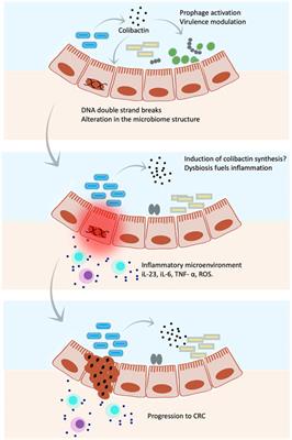 The microbiome-product colibactin hits unique cellular targets mediating host–microbe interaction